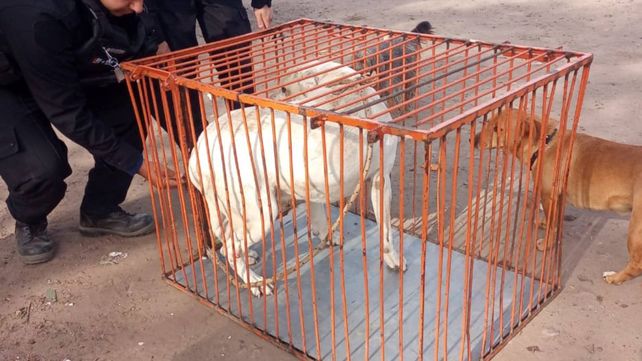 El perro secuestrado se encuentra en una jaula en la Comisaría 8°