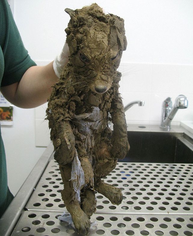 Encuentran misterioso animal lleno de barro y al limpiarlo, descubren algo asombroso Encuentran misterioso animal lleno de barro y al limpiarlo, descubren algo asombroso