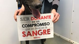 La provincia ya cuenta con su primer banco de sangre para perros y gatos