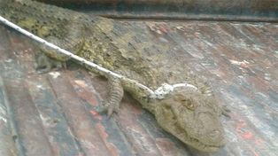 Trasladaron a un centro al yacaré que encontraron en calles de Paraná
