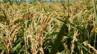 Santa Fe se prepara para exportar semillas de arroz desarrolladas en la provincia