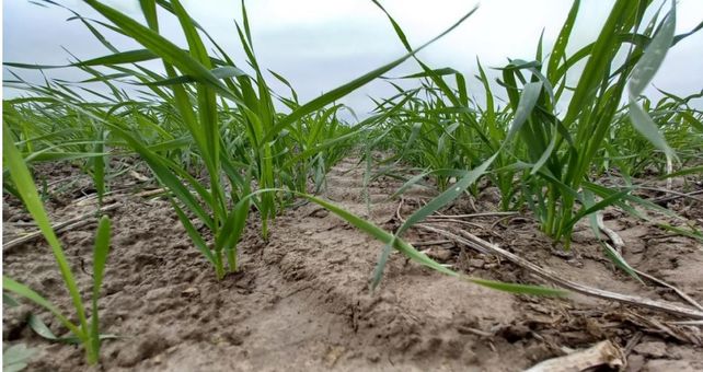 La Guía Estratégica para el Agro (GEA) de la Bolsa de Rosario detalló que del millón de hectáreas sembradas de trigo hay 400 mil regulares.