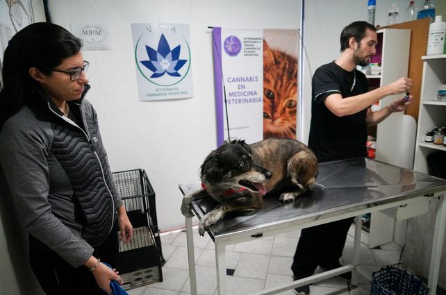 Día del Animal: cuánto cuesta mantener una mascota en Rosario