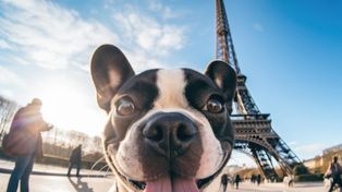 Cerca de la Torre Eiffel. Se estima que casi el 50% de los hogares en Francia tienen un animal de compañía.