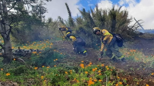 Más de 50 brigadistas combaten incendios en el Parque Nacional Lanín