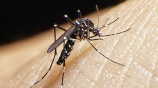 Probable caso de zika en la provincia de Santa Fe