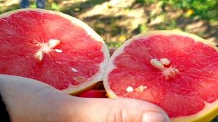 En la Argentina la plaga&nbsp; fue detectada a fines de 2010 en un lote comercial de pomelos en Formosa.