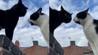 Dos gatos imitan sonidos humanos durante curiosa charla sobre una cerca