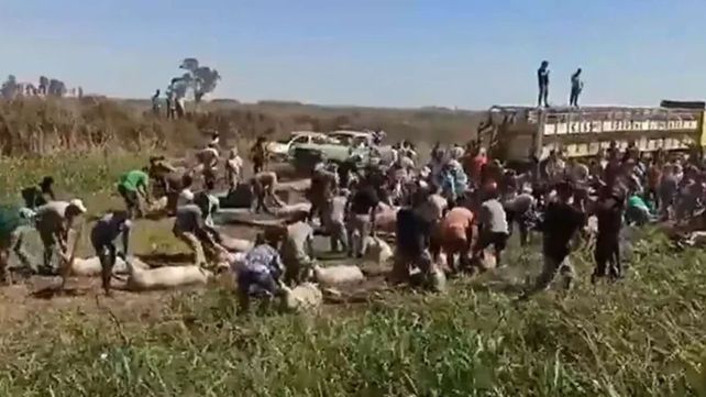 La gente se agolpó en torno al rodado caído y arrasó con cuanto animal pudo.
