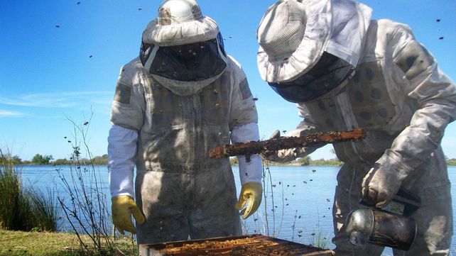 Santa Fe lidera la producción apícola del país en mieles convencionales y orgánicas con 2.000 apicultores registrados.