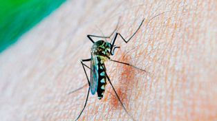 Son 90 los casos autóctonos de dengue en la provincia
