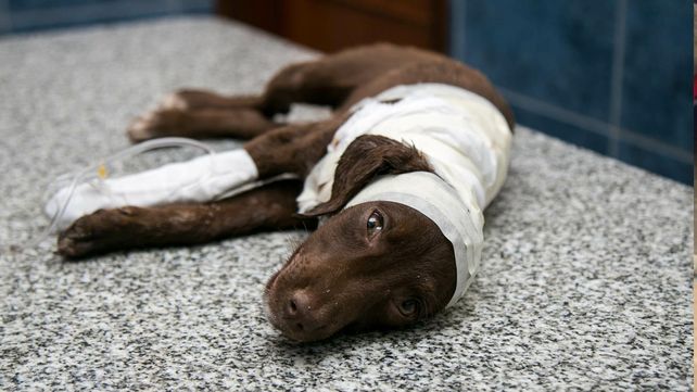 Encontraron a una perrita despellejada en Córdoba