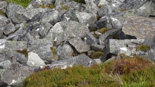 Una imagen se volvió viral: ¿dónde está el ave entre las rocas?