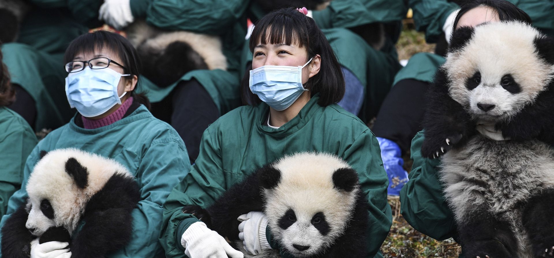 Miembros del personal del Centro de Conservación e Investigación de Pandas Gigantes de China en Wolongsostienen, sostienen cachorros de panda gigante mientras hacen una aparición grupal en la base Shenshuping, en la provincia de Sichuan, suroeste de China, el lunes 24 de enero. 2022. Los cachorros de panda gigante nacidos en 2021 fueron traídos el lunes para un evento con motivo del próximo Año Nuevo Lunar.