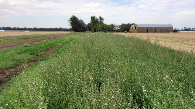 Los bordes de los cultivos son fuente de biodiversidad y contribuyen a la producción sustentable.