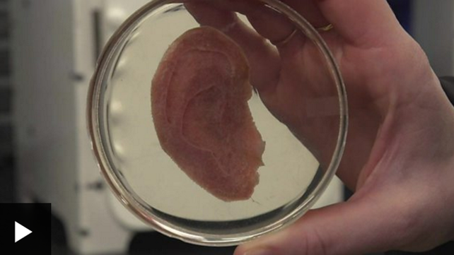 La innovadora forma de hacer crecer tejido humano en manzanas: ¿una revolución en medicina regenerativa?