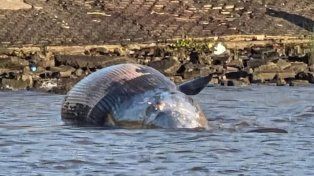 Encontraron una ballena encallada sobre la costa del Río de La Plata en Buenos Aires