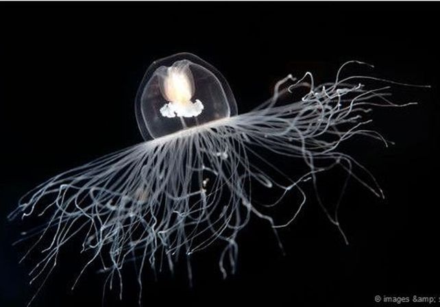 Los animales y plantas que pueden vivir eternamente