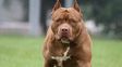Un pitbull que atacó al bebé en San Lorenzo  pertenece a un vecino de la familia 