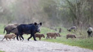 La Defensoría pide información sobre los cotos de caza en la provincia