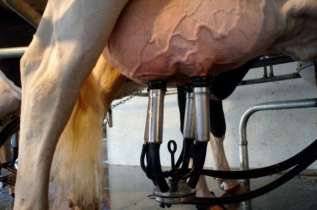 Se estima que la producción de leche podría subir 5