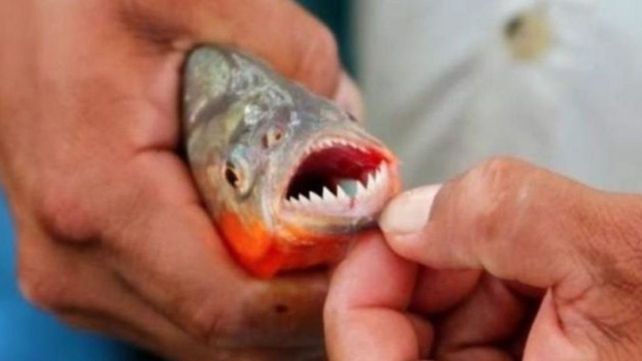 Entre el domingo y el martes 15 bañistas sufrieron mordeduras de palometas en la laguna Setúbal