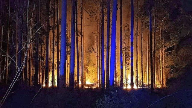 Las llamas volvieron a afectar a la forestación del departamento Concordia.