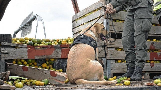 Camionero procesado por llevar casi 2 toneladas de droga entre mandarinas