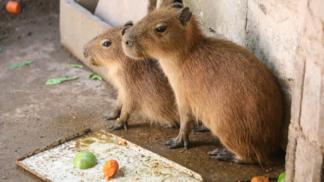 Es frecuente que las personas decidan tener como mascota a un carpincho