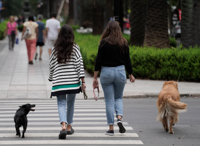 Los costos de vacunación anual para una mascota, a precio actual, rondan los 25 mil pesos.