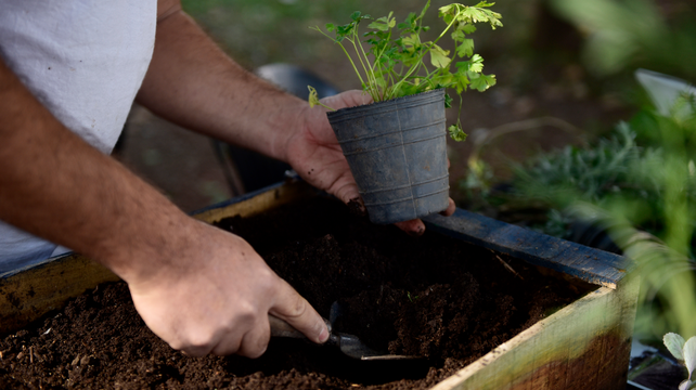 Trabajar la huerta permite producir verduras y hortalizas frescas y ahorrar dinero en cada temporada.