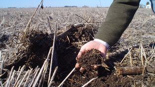 Con rotaciones intensivas, logran más rendimiento y proteína en soja