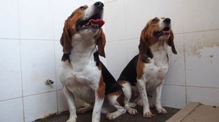 Gracias a una modificación genética, científicos chinos crean perros supermusculosos