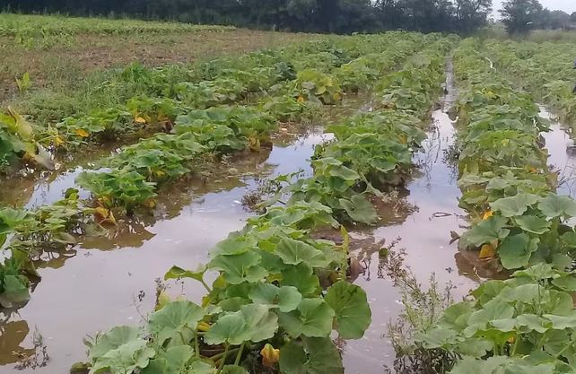 Quinteros apuestan a recuperarse y reactivar la producción que sufrió un daño de hasta un 80% en el Gran Santa Fe