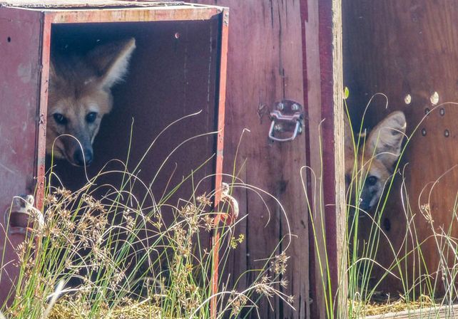 Liberaron especies de fauna silvestre en una reserva natural del departamento San Cristóbal