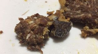Un hombre, cuatro perros y dos gatos murieron por comer milanesas en mal estado  