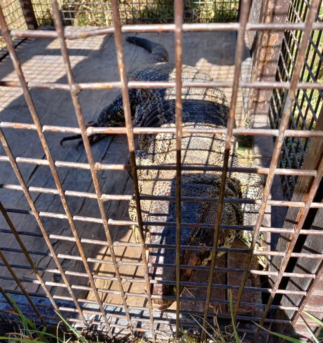El lagarto overo que estuvo en cautiverio 25 años no podrá volver a la vida silvestre.&nbsp;
