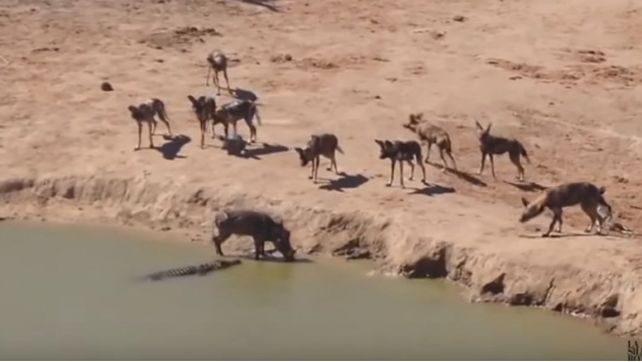 Las imágenes se viralizaron en la web. La naturaleza en acción.