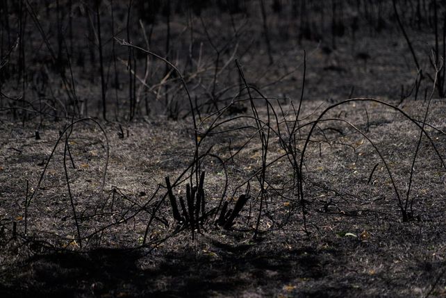 El paso de los incendios por la Isla de los Mástiles, en imágenes