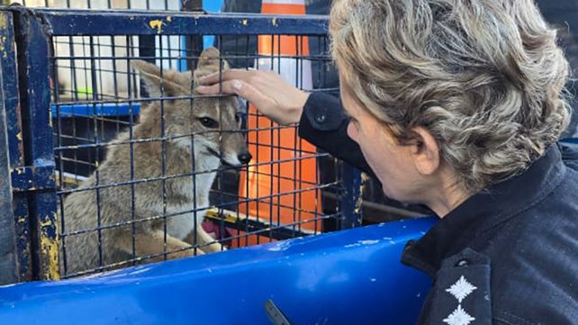 Un vecino de San Lorenzo encontró una zorra gris en el patio de su casa.