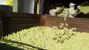 Millones de pollitos de Cresta Roja fueron sacrificados por falta de alimento