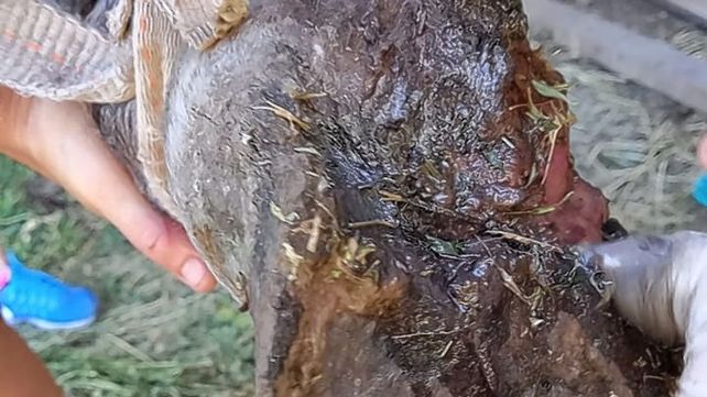 Paraná: rescataron una yegua preñada que estaba herida