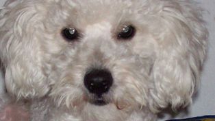 Perro voraz paraliza juzgado federal argentino al comerse hoja de expediente