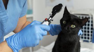 Dia del Médico Veterinario