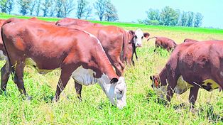 El precio de la carne en breve llegará a su techo