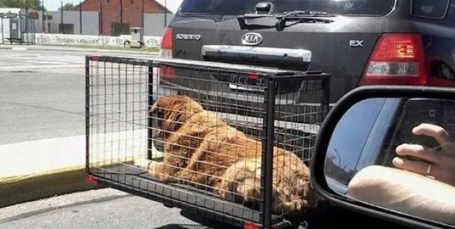 Las jaulas donde se trasladan los perros se montan en la parte posterior de los vehículos y son altamente peligrosas.