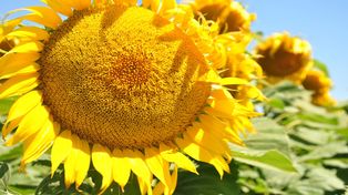 Girasol: exportaciones en alza, precios firmes y rindes históricos