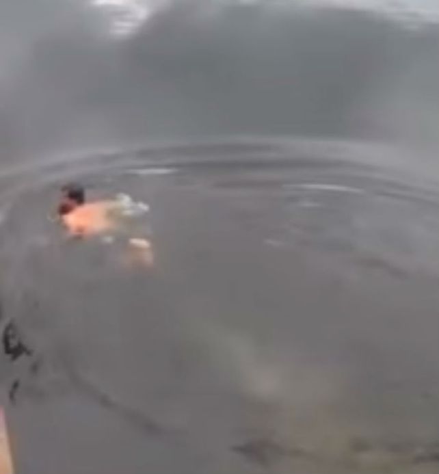 El video de la muerte de un encantador de cocodrilos estremece a los usuarios de las redes sociales