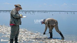 Mortandad de peces en la Laguna del Plata: resolvieron no retirar los ejemplares muertos