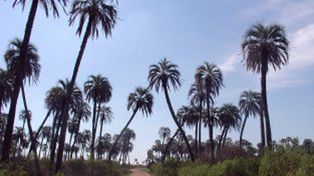 La microrregión Tierra de Palmares enfrenta el nuevo escenario turístico